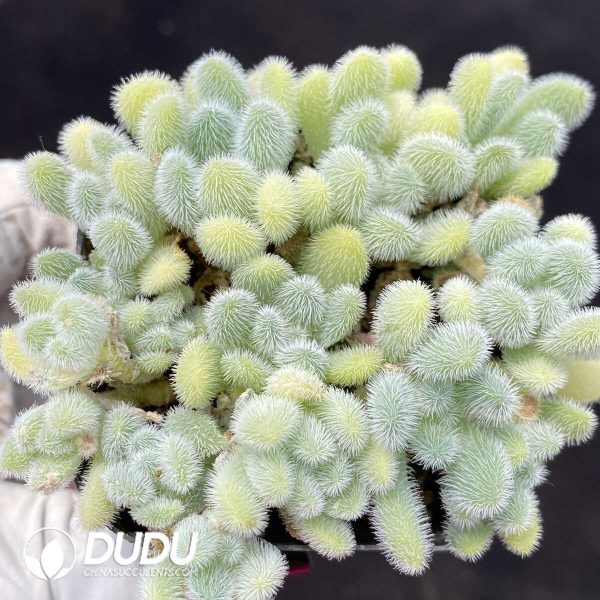 Sedum mocinianum Prez-Calix protohuman - Image 1