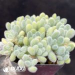 Sedum mocinianum Prez-Calix protohuman - Image 2