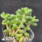 Sedum hernandezii Clsutering