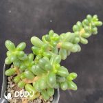 Sedum hernandezii Clsutering - Image 2