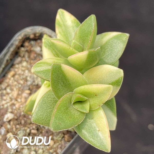 1756131755-1753162532-e201.jpg Sedum Big Love Variegated - Image 1