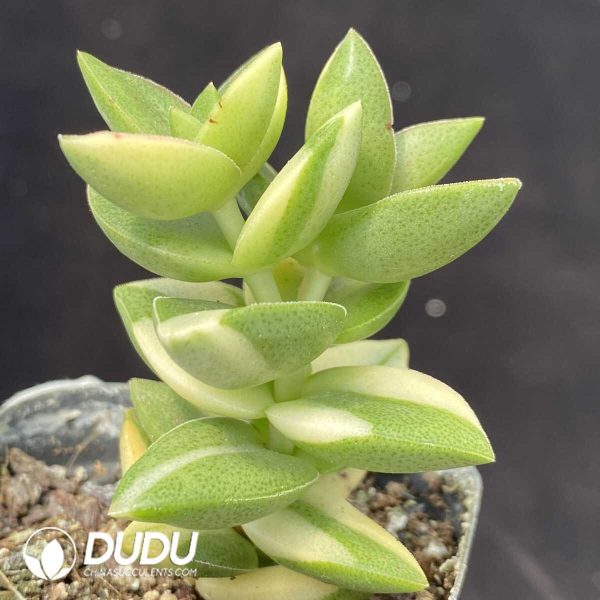 1756131756-1753162536-e202.jpg Sedum Big Love Variegated - Image 2