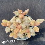 Adromischus Butter Fruit Old Stem