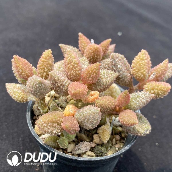 Adromischus Butter Fruit Old Stem - Image 2