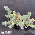 Astridia Corpuscularia lehmannii variegata Clustering