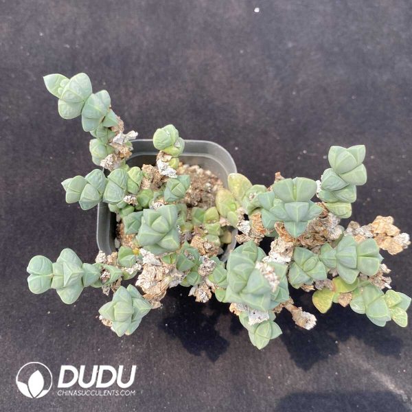 Astridia Corpuscularia lehmannii variegata Clustering - Image 1