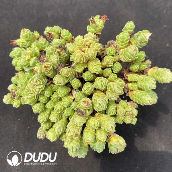 Crassula Emerald Clustering - Image 1