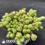 Crassula Emerald Clustering - Image 2