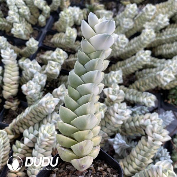 1756131772-1753162574-e201.jpg Crassula Moonglow - Image 1