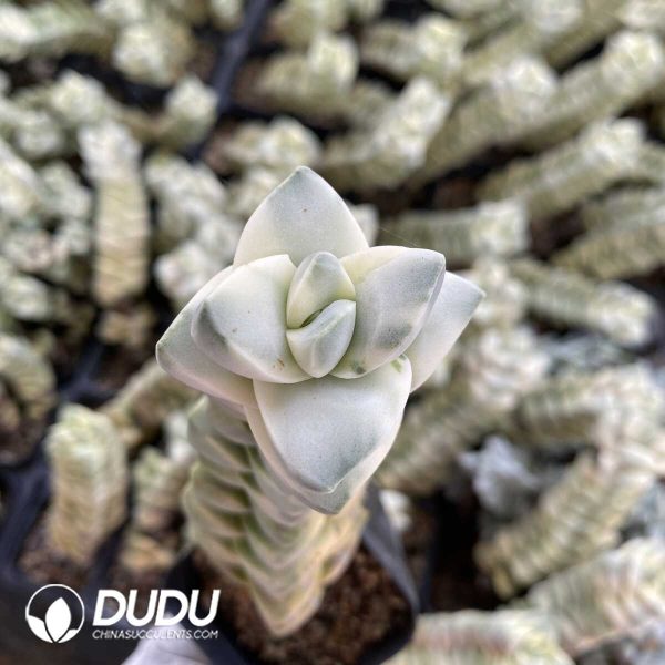 1756131774-1753162576-e202.jpg Crassula Moonglow - Image 2