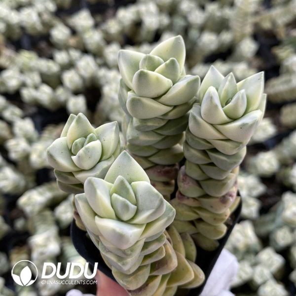 1756131775-1753162578-e201.jpg Crassula Moonglow Clustering(3-4 heads) - Image 1