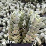 Crassula Moonglow Clustering(3-4 heads) - Image 2