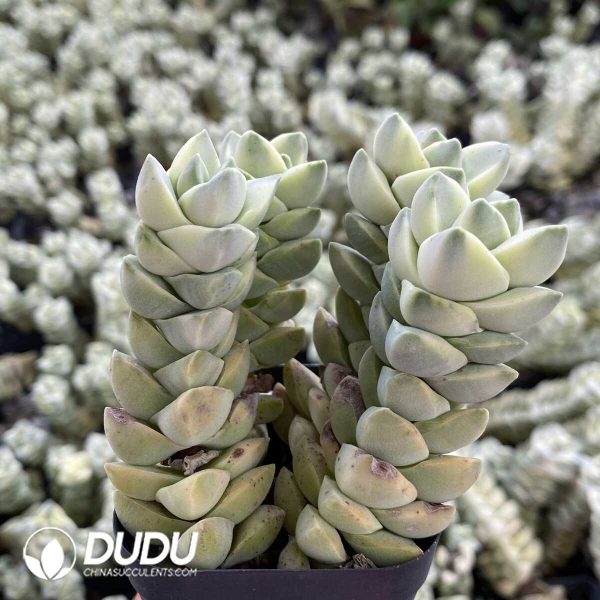 1756131777-1753162583-e202.jpg Crassula Moonglow Clustering(3-4 heads) - Image 2