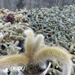 CleistoCactus-winteri.Monkey Tail Cactus Clustering - Image 2
