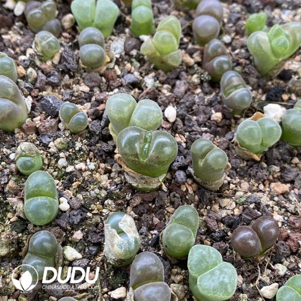 Conophytum Large window wind chime - Image 1