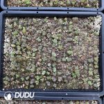 Conophytum Large window wind chime - Image 2