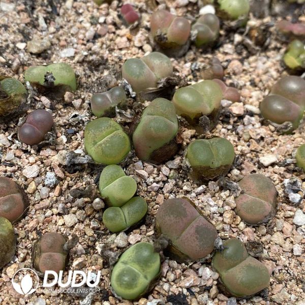 Conophytum Mauhani - Image 1