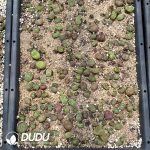 Conophytum Mauhani - Image 2