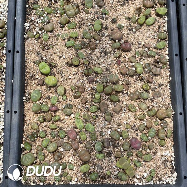 Conophytum Mauhani - Image 2