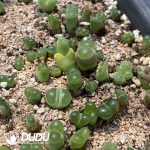 Conophytum Large window green wind chime