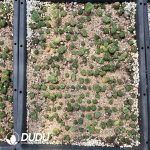 Conophytum Large window green wind chime - Image 2