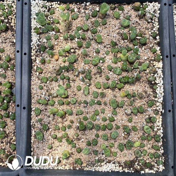 1756131800-1753162830-e202.jpg Conophytum Large window green wind chime - Image 2