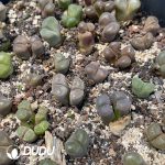 Conophytum Wind chime large mother