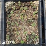 Conophytum Wind chime large mother - Image 2