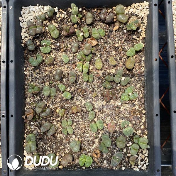 1756131804-1753162836-e202.jpg Conophytum Wind chime large mother - Image 2