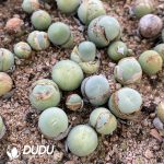 Conophytum V mouth