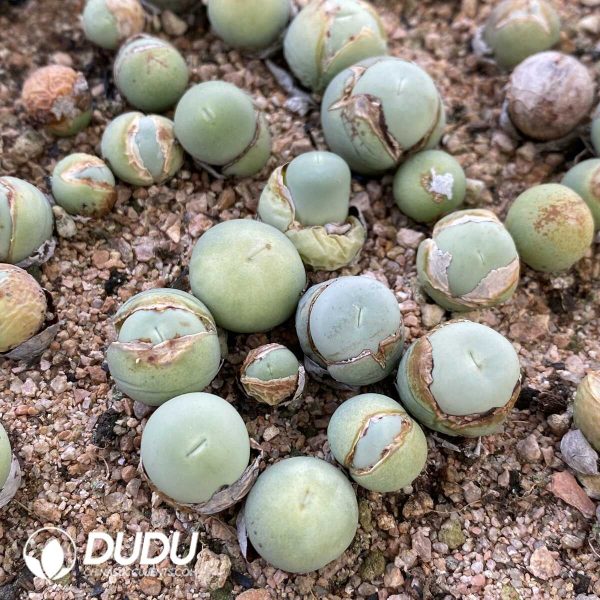 Conophytum V mouth - Image 1
