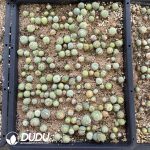 Conophytum V mouth - Image 2
