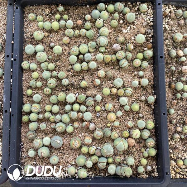 Conophytum V mouth - Image 2