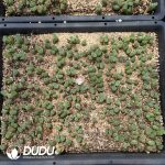 Conophytum Sao Powder - Image 2