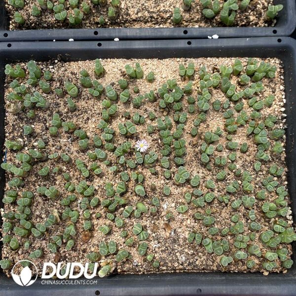 Conophytum Sao Powder - Image 2