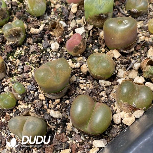 Conophytum Mauhani - Image 1