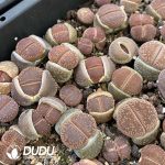 Lithops mixed