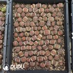 Lithops mixed - Image 2