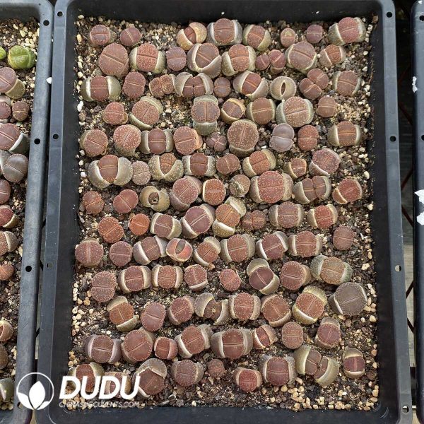 1756131822-1753162863-e202.jpg Lithops mixed - Image 2