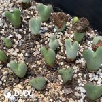 Conophytum Major Genera Mixed