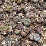 Conophytum Bird Hani