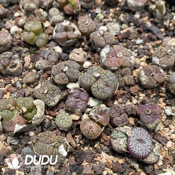 1756131827-1753162878-e201.jpg Conophytum Bird Hani - Image 1