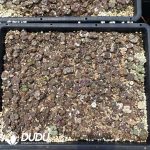 Conophytum Bird Hani - Image 2