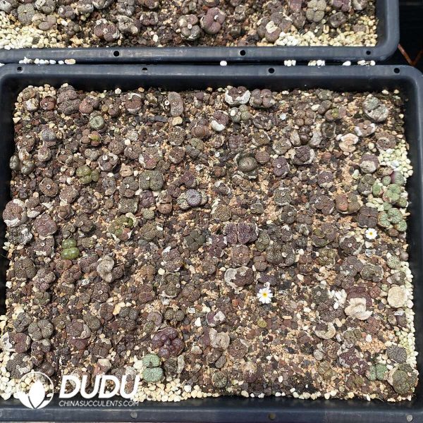 1756131828-1753162881-e202.jpg Conophytum Bird Hani - Image 2