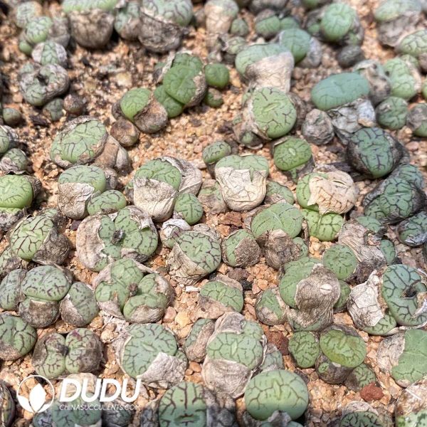 1756131830-1753162884-e201.jpg Conophytum Monkey Face Minimum - Image 1
