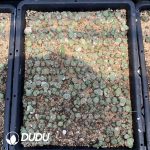 Conophytum Monkey Face Minimum - Image 2