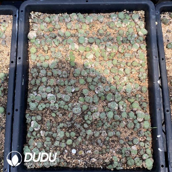 1756131832-1753162892-e202.jpg Conophytum Monkey Face Minimum - Image 2