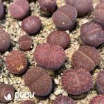 Lithops Purple Pomegranate Preferred