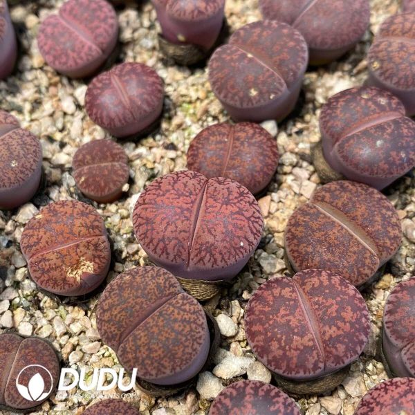 Lithops Purple Pomegranate Preferred - Image 1