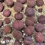 Lithops Purple Pomegranate Preferred - Image 2